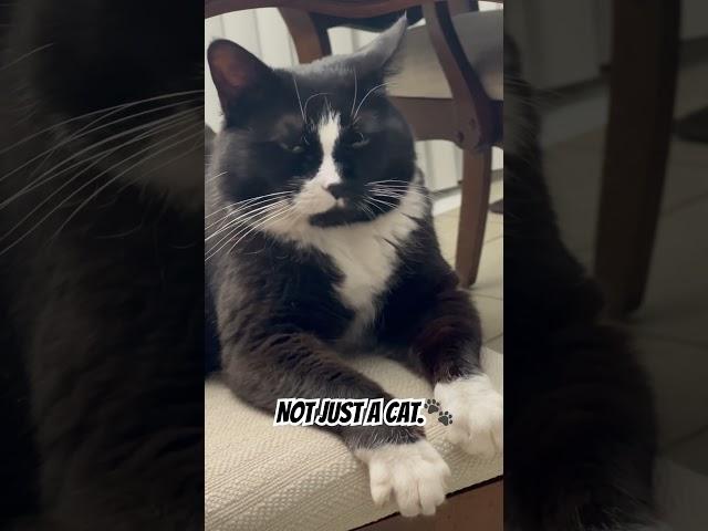 NOT JUST A CAT. MY PURRFECT BESTIE!️