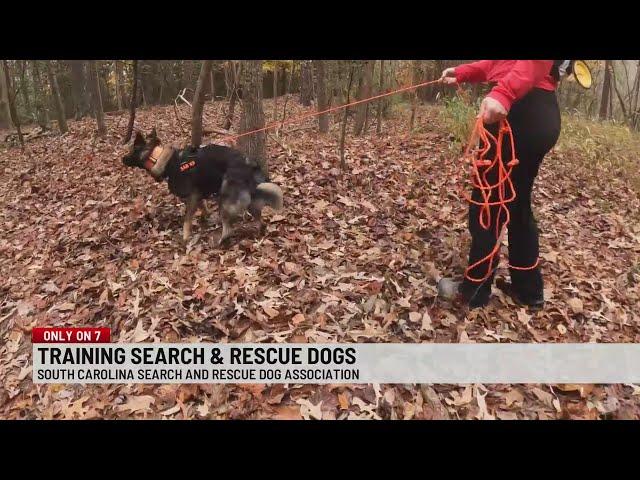 7NEWS EXCLUSIVE: South Carolina Search and Rescue Dog Association training to save lives