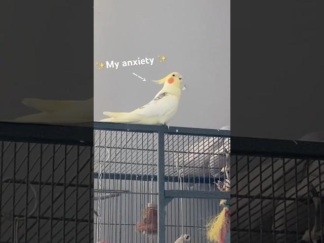 Anxiety is owning a bird‍↕️ #birds