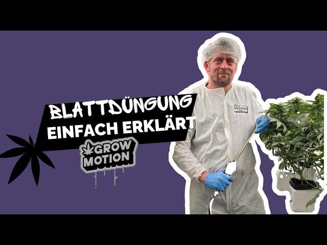 Cannabis Blattdüngung | Tipps & Anleitung