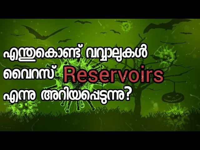 Why Bats Are Known as The Reservoirs of Viruses ? | Rashid Edayur