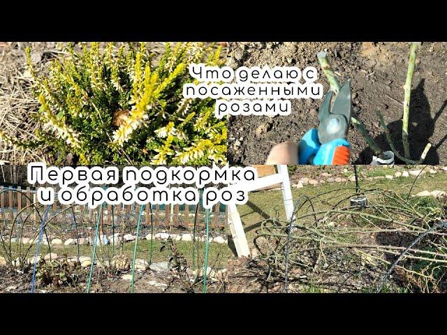 Первая подкормка и обработка розПродолжаем реанимацию роз‍Что делаю с розами весенней посадки️