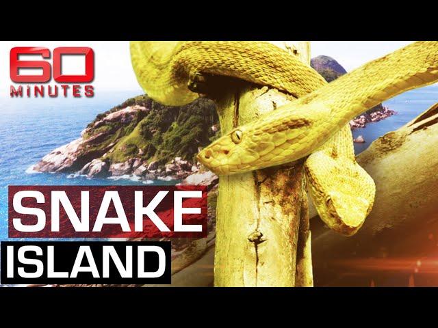 The deadliest place on earth: Snake Island | 60 Minutes Australia