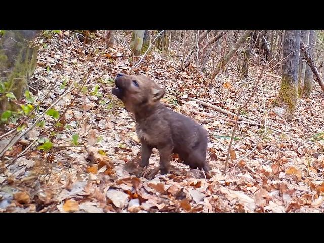 A man adopted an orphaned wolf puppy, which he treated like a FATHER, but when it grew up...