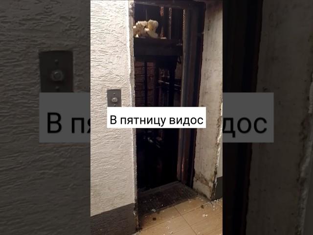 Ишачьи будни... скоро видос