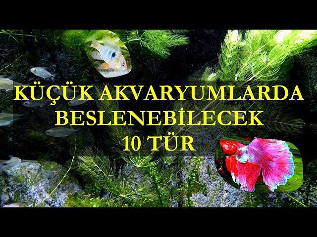 Küçük Akvaryumlarda Beslenebilecek 10 Tür