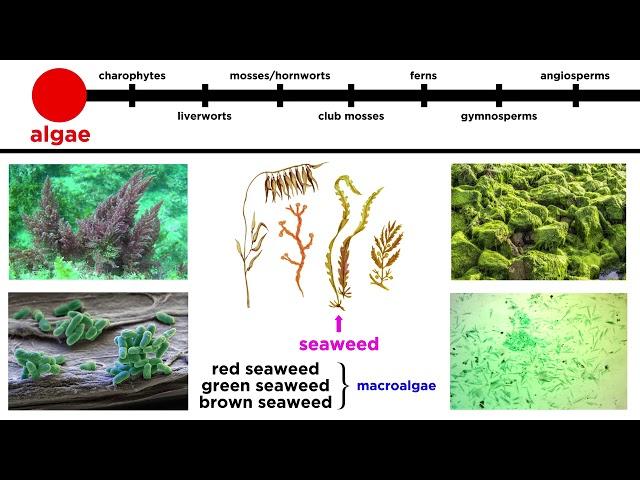 Overview of Plant Classification: Vascular and Nonvascular Plants