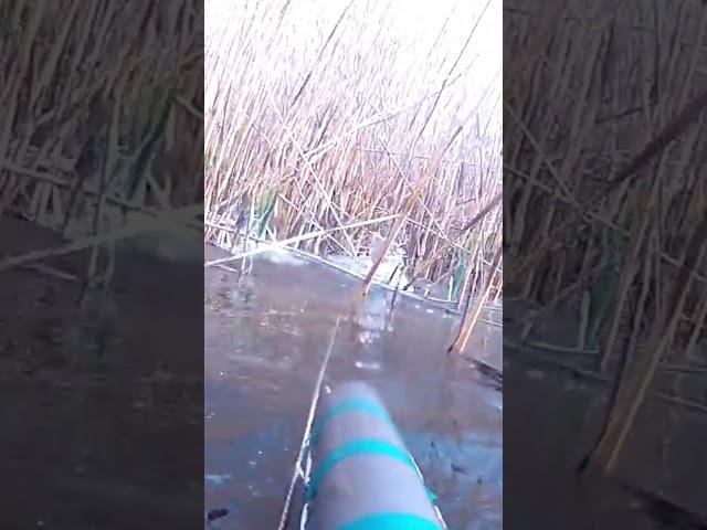 Сазан на меляке #shorts #spearfishing #рыбалка #природа