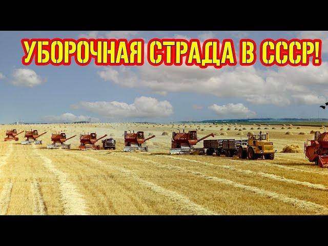 УБОРОЧНАЯ СТРАДА В СССР!