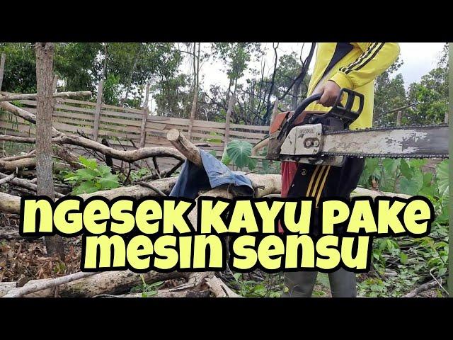 Mesin sensu untuk ngesek kayu leban #keboncabeoki