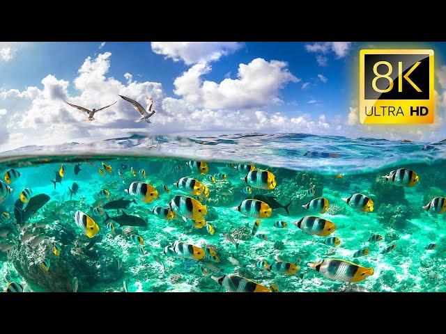 OCEANIC WONDERS: Mesmerizing Marine Animals 8K VIDEO ULTRA HD HDR / #8K #ANIMAL #OCEAN