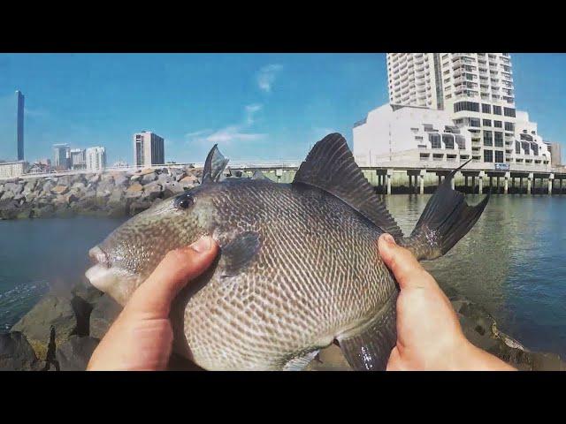 SUMMERTIME Fishing The AC JETTIES! (7 Species!) [5 New Species]