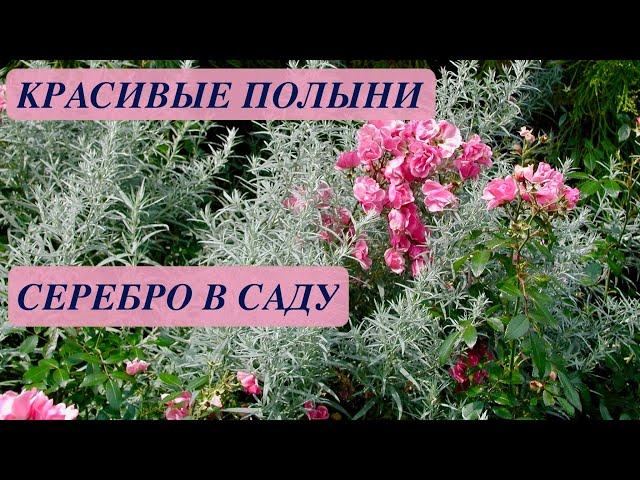 ПОЛЫНЬ. КРАСИВЫЕ СОРТА. НЕМНОГО СЕРЕБРА В САДУ. Примеры сочетания растений.