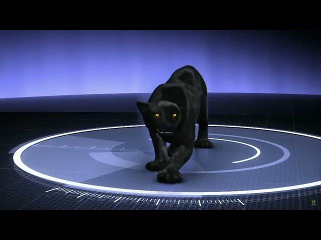 Monsterquest - Black Panther