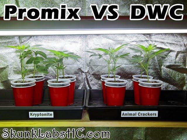 Skunk Labs Veg Update Promix vs DWC