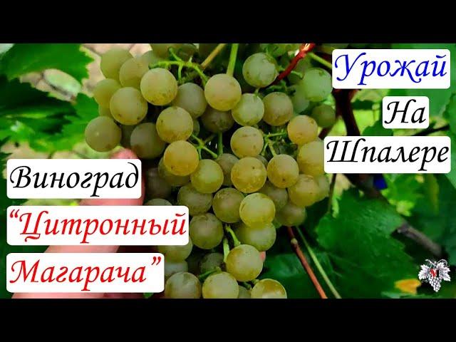 Урожай и особенности выращивания винограда Цитронный Магарача на шпалере