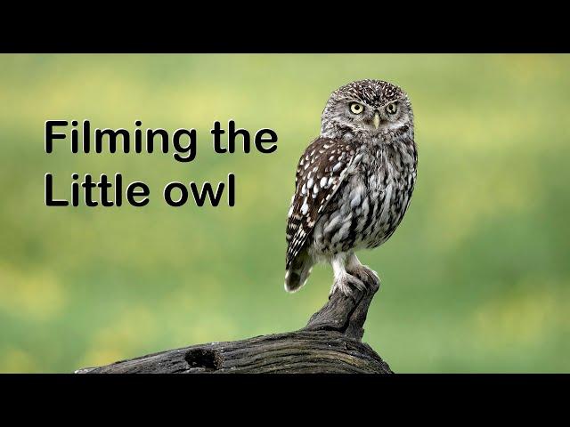 Filming and Photographing the Little owl with the OM-1 mk2 and 150-400mm Lens