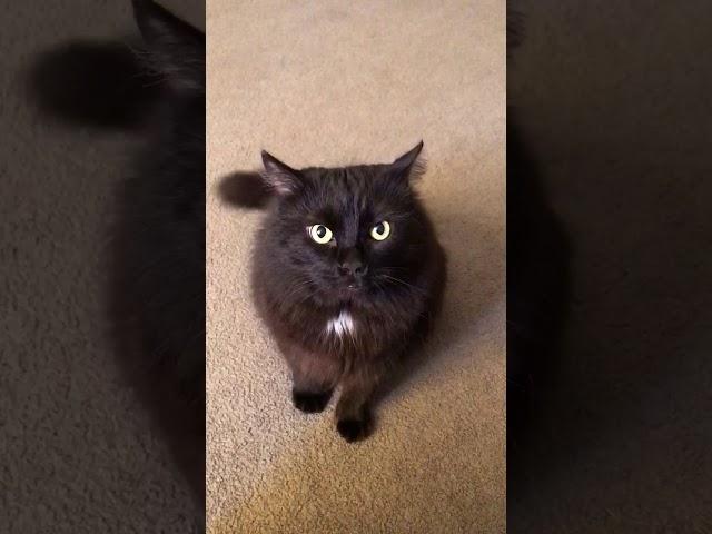 Maxwell Black Cat Whines and Attacks Camera