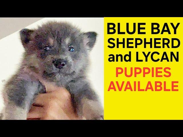 Blue Bay Shepherd & Lycan Shepherd Puppies Available - CHEAP!!