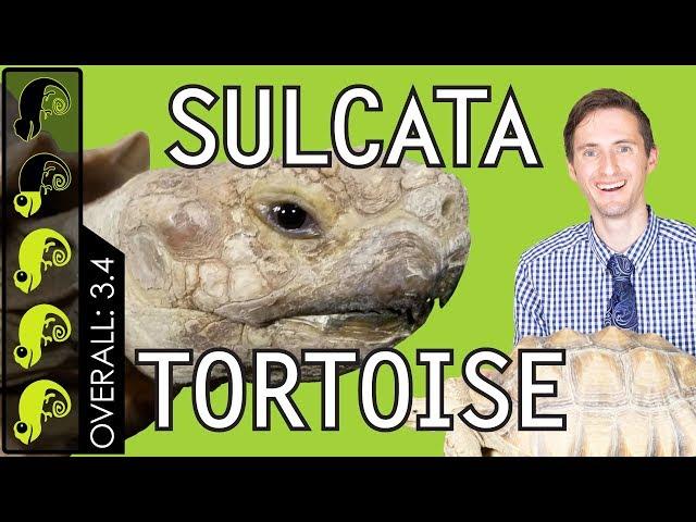 Sulcata Tortoise, The Best Pet Turtle?