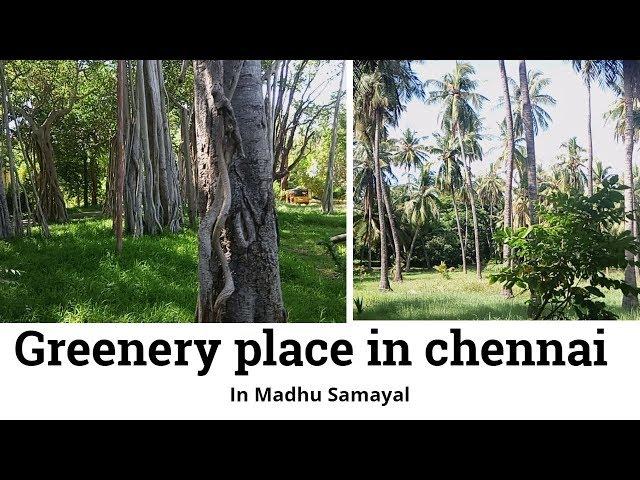 Theosophical Society|சென்னையில் பசுமையான இடம் | Greenery place in Chennai