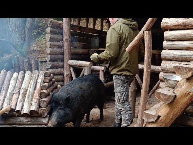 Building a house in the forest for the boar Yasha | Forest farm Yashino | bushcraft.