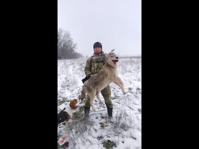 ОХОТА НА ВОЛКА И НА ШАКАЛА МОМЕНТЫ ДВУХ ДНЕЙ ОХОТЫ.