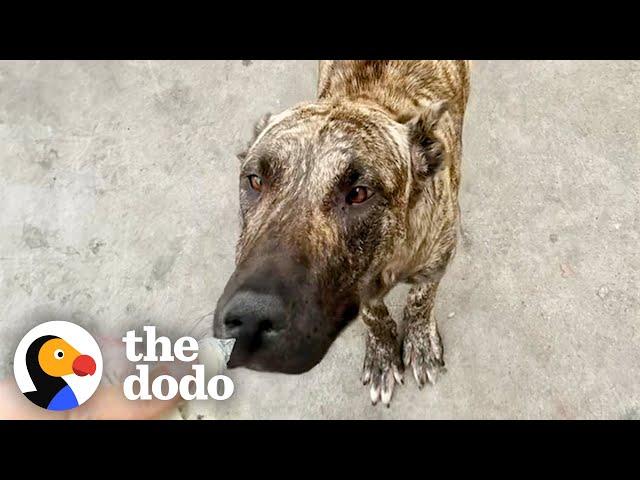 Man Saves Mama Pittie Who's Too Sick To Even Feed Her Babies | The Dodo