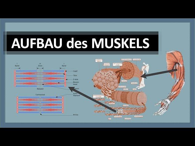 Muskelanatomie - Aufbau des Muskels - Skelettmuskulatur im Detail - Aktin, Myosin & Z-Scheiben