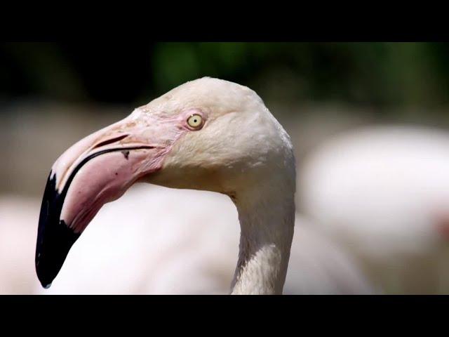 Flamingos Display Best Moves | Animals In Love | BBC Earth