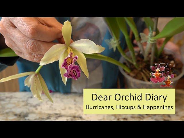 Orchid Diary:  Hurricane Beryl, Orchid Hiccups and Life Happenings | The Challenging Growing Season!