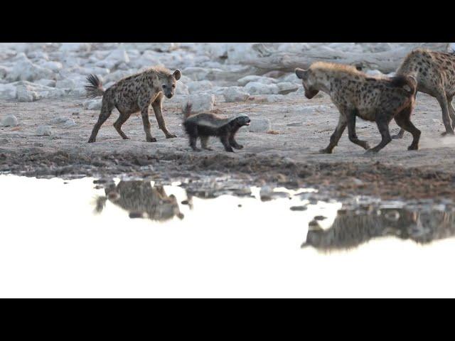 HYENAS VS HONEY BADGER 4K VIDEO (SHOT WITH 1DX MARK II & CANON 600MM #ETOSHANATIONALPARK #NAMIBIA