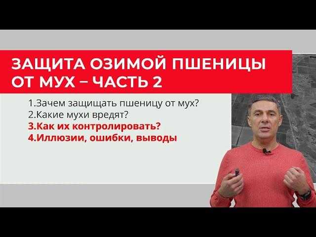 Осенняя защита озимой пшеницы от мух – часть 2 | Сергий Ризанов | Агроном