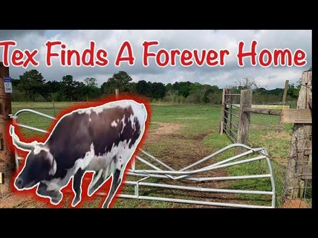 Tex Finds A Forever Home #LonghornLester’s