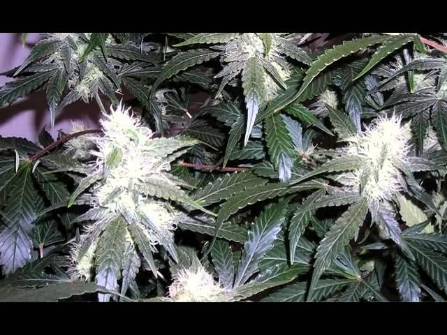 White Widow Marijuana Strain Review