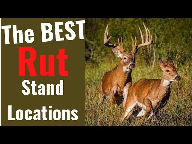 BEST Rut Habitats to See LOTS of Deer