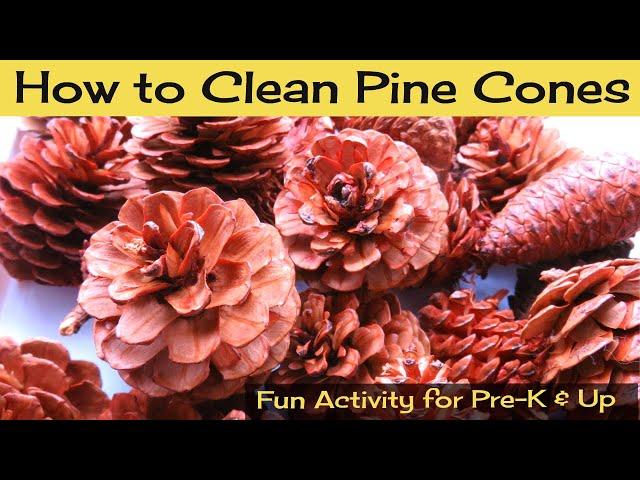 How to Clean, De-Bug and Open Pine Cones for Crafting and Decorating!