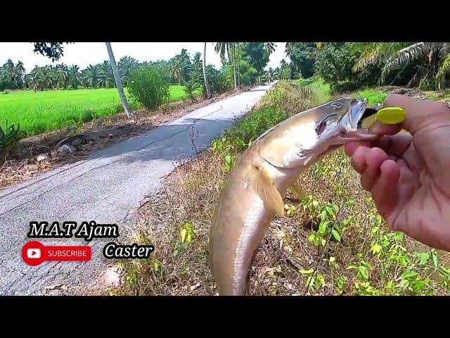 Mancing Haruan || Mengunakan Soft Plastic || Sambaran Itu Benar