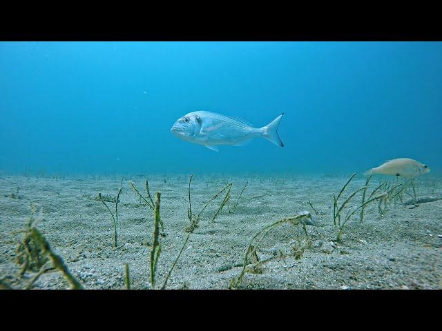 HOOK CAM - Sea bream eats bait (CUTTLEFISH)