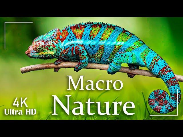 Macro in Nature 4K Video Ultra HD | Cinematic Video UHD | Macro Shots