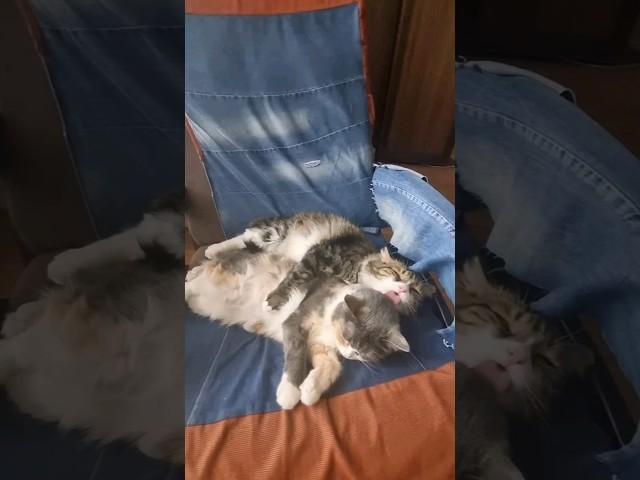 котики#котики #cat #catlover #music