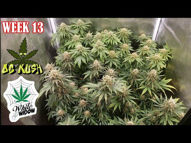 2x2 Grow Tent 4 Plants SF-2000 - How to Grow a Half Pound of Weed, Perfect Beginners Grow