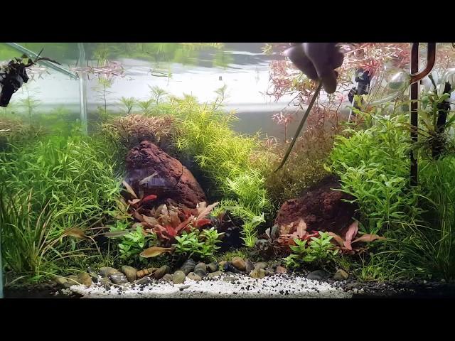 #cladophora_aquascaping #aquascaping Тримминг растений в моем домашнем 60см аквариуме