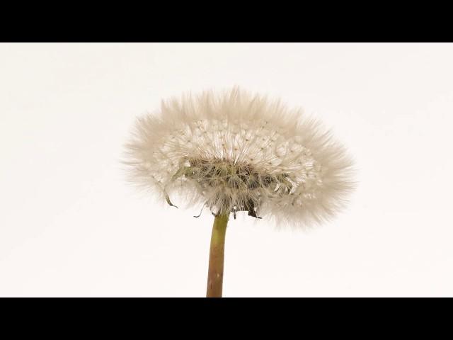 Dandelion time lapse flower to seedhead blowing away 4K