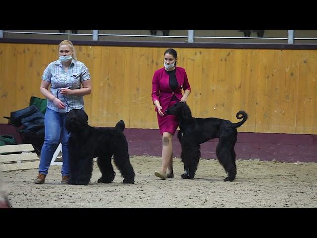 Тайган на выставке собак Best in show