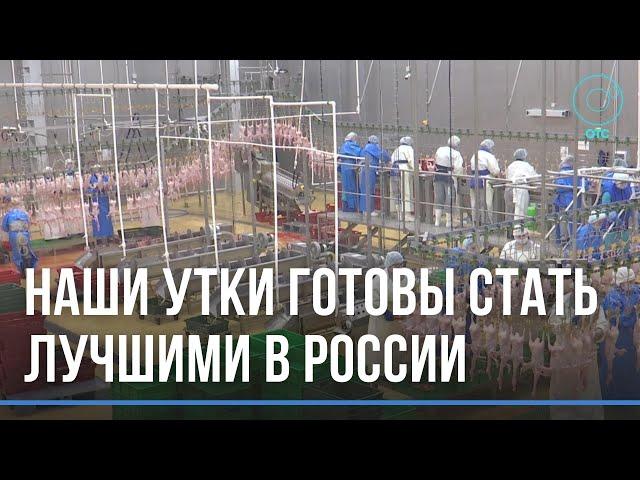 Экологически чистые утки готовы стать лучшими в России