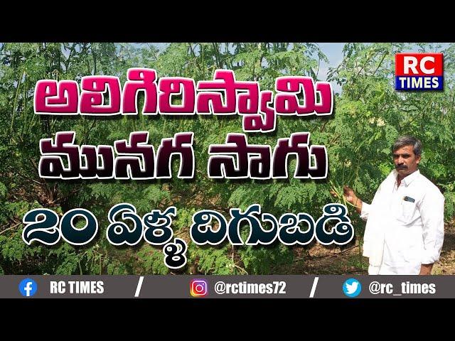 అలిగిరిస్వామి మునగ సాగు 20 ఏళ్ళ దిగుబడి!! Drumstick Cultivation! Aligiriswami munaga Sagu!!