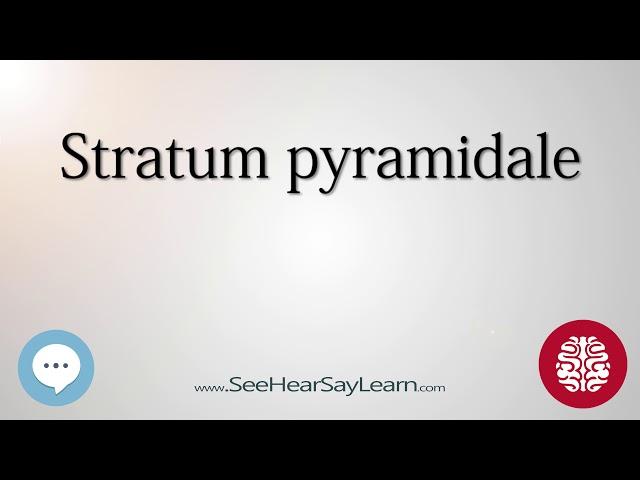 Stratum pyramidale   Anatomy of the Brain   SeeHearSayLearn 