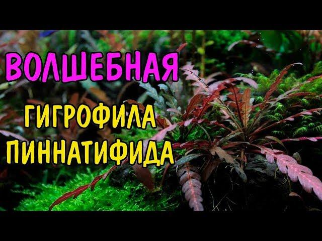 ВОЛШЕБНАЯ ГИГРОФИЛА ПИННАТИФИДА Hygrophila pinnatifida