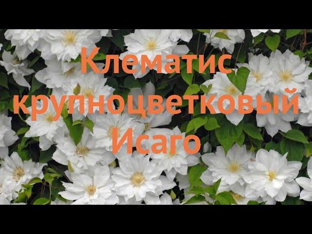 Клематис крупноцветковый Исаго (clematis isago)  Исаго обзор: как сажать, саженцы клематиса Исаго